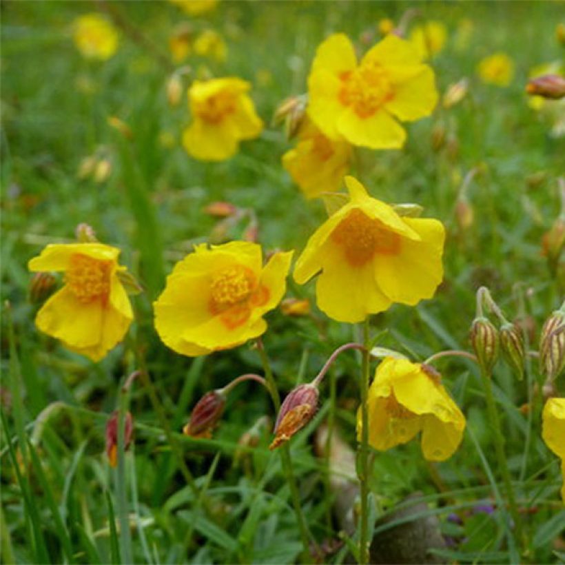 Sonnenröschen Ben Fhada - Helianthemum (Flowering)