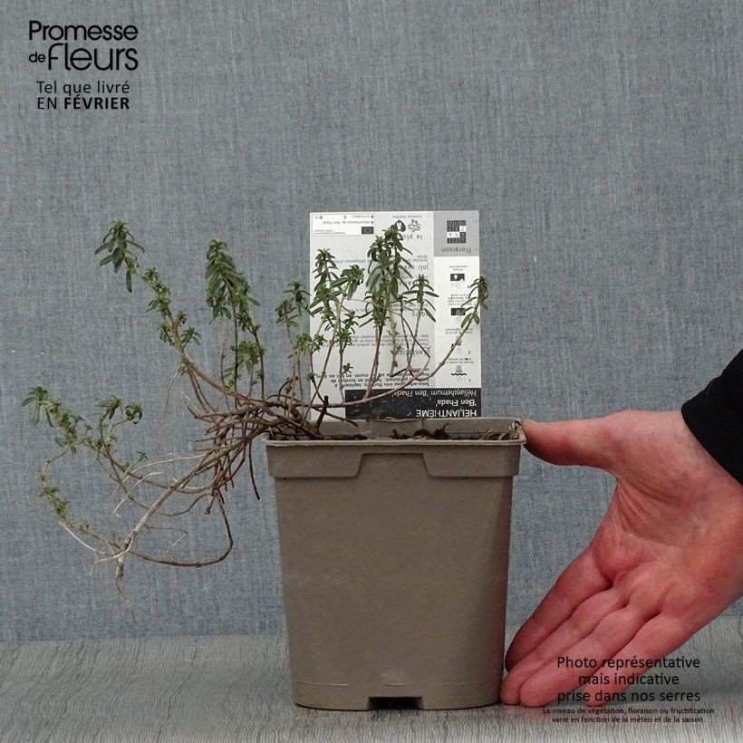 Exemplar von Sonnenröschen Ben Fhada - Helianthemum Topf mit 2L/3L wie im Winter geliefert