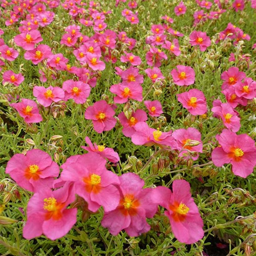 Sonnenröschen Ben Hope - Helianthemum (Flowering)