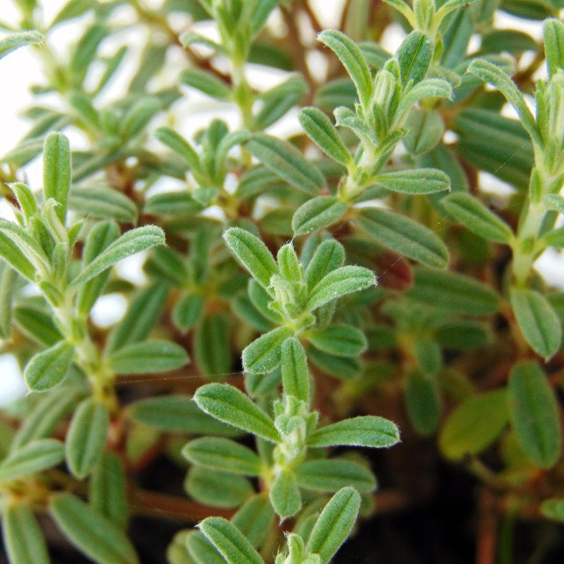 Sonnenröschen Ben Hope - Helianthemum (Foliage)