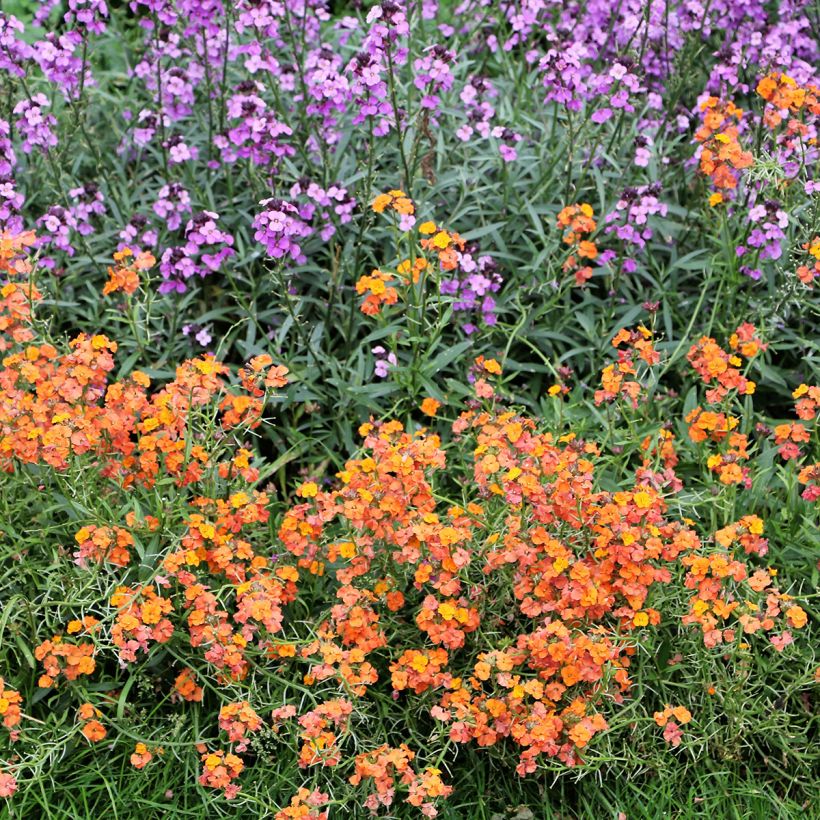 Sonnenröschen Bronzeteppich - Helianthemum (Plant habit)