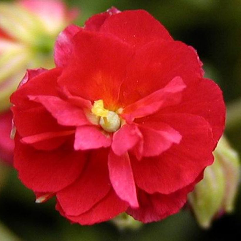 Sonnenröschen Cerise Queen - Helianthemum (Flowering)