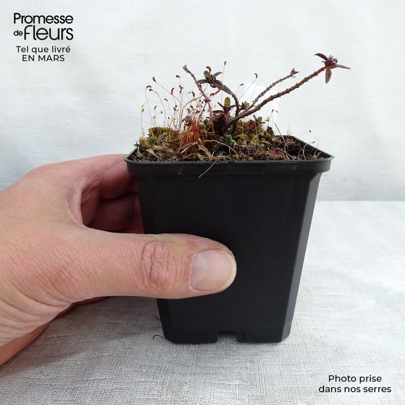 Exemplar von Sonnenröschen Elfenbeinglanz - Helianthemum Kleine Töpfe von 8/9 cm wie im Winter geliefert