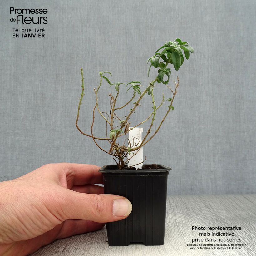 Exemplar von Sonnenröschen Fire Dragon - Helianthemum Kleine Töpfe von 8/9 cm wie im Winter geliefert