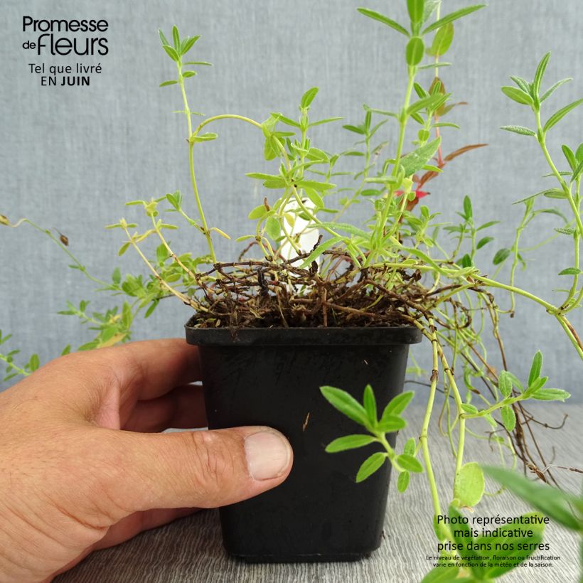 Exemplar von Sonnenröschen Hartswood Ruby - Helianthemum Kleine Töpfe von 7/8 cm wie im Sommer geliefert
