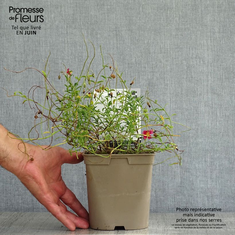 Exemplar von Sonnenröschen Hartswood Ruby - Helianthemum Topf mit 2L/3L wie im Sommer geliefert