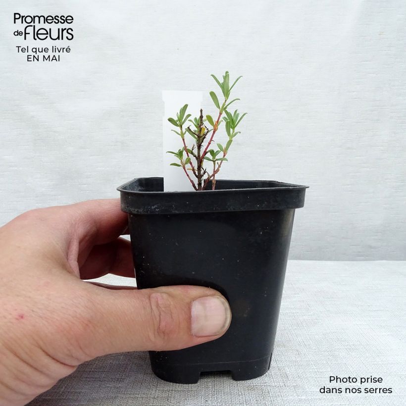 Exemplar von Sonnenröschen Hartswood Ruby - Helianthemum Kleine Töpfe von 7/8 cm wie im Frühjahr geliefert