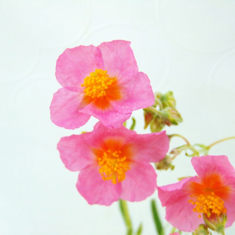 Sonnenröschen Lawrenson's Pink - Helianthemum (Flowering)