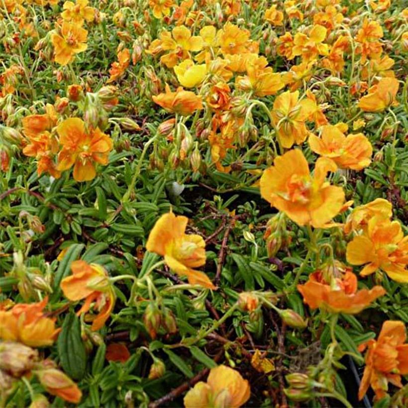 Sonnenröschen Orange Double - Helianthemum (Flowering)
