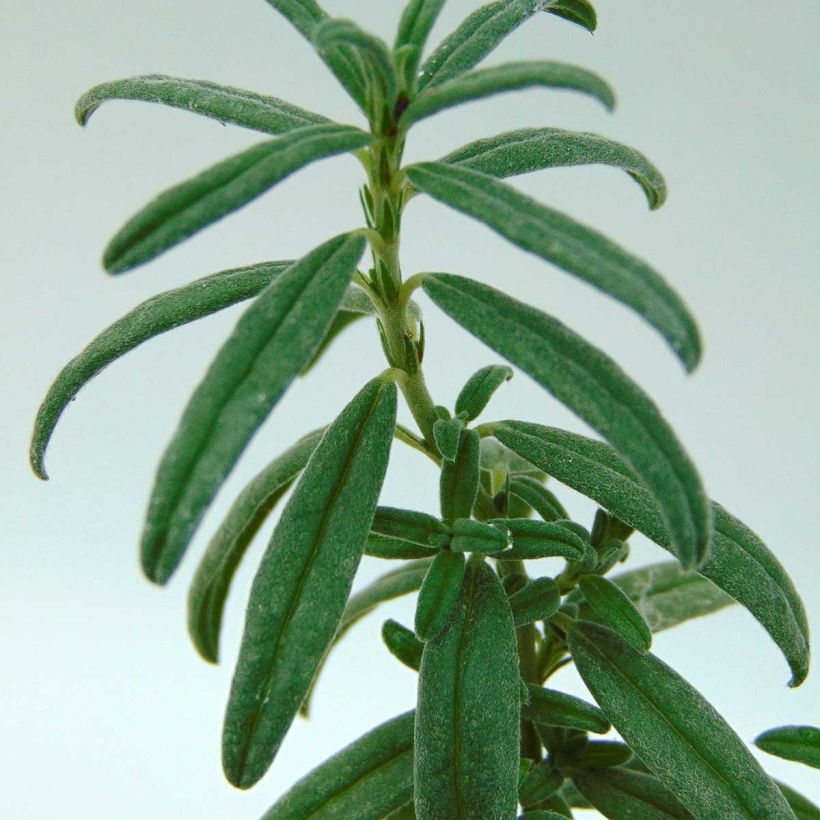 Sonnenröschen Raspberry Ripple - Helianthemum (Foliage)