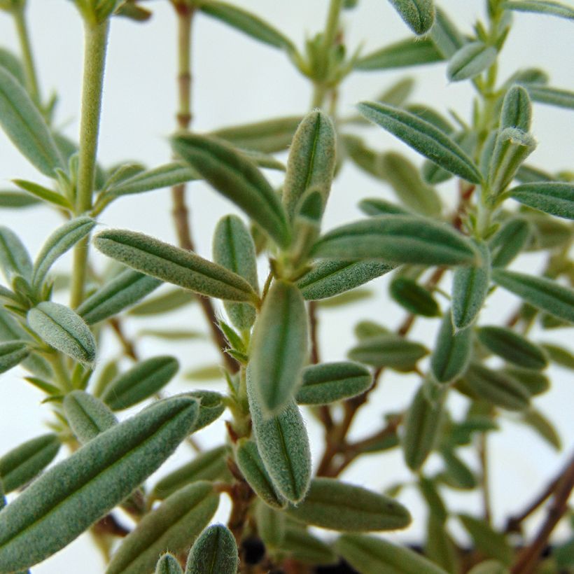 Sonnenröschen Rhodanthe Carneum - Helianthemum (Foliage)