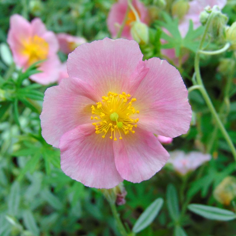 Sonnenröschen Rhodanthe Carneum - Helianthemum (Flowering)