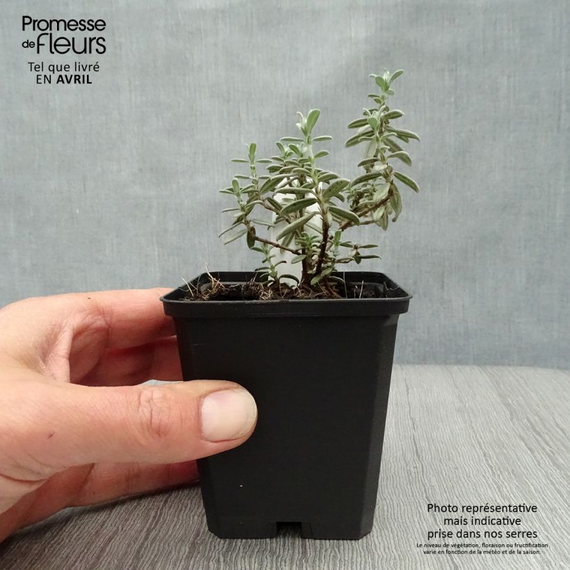 Exemplar von Sonnenröschen Rhodanthe Carneum - Helianthemum Kleine Töpfe von 8/9 cm wie im Frühjahr geliefert