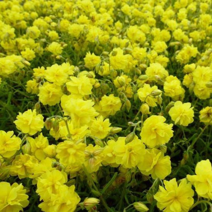 Sonnenröschen Sulphureum Plenum - Helianthemum (Flowering)