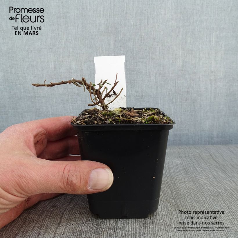 Exemplar von Sonnenröschen Suprême - Helianthemum Kleine Töpfe von 8/9 cm wie im Winter geliefert