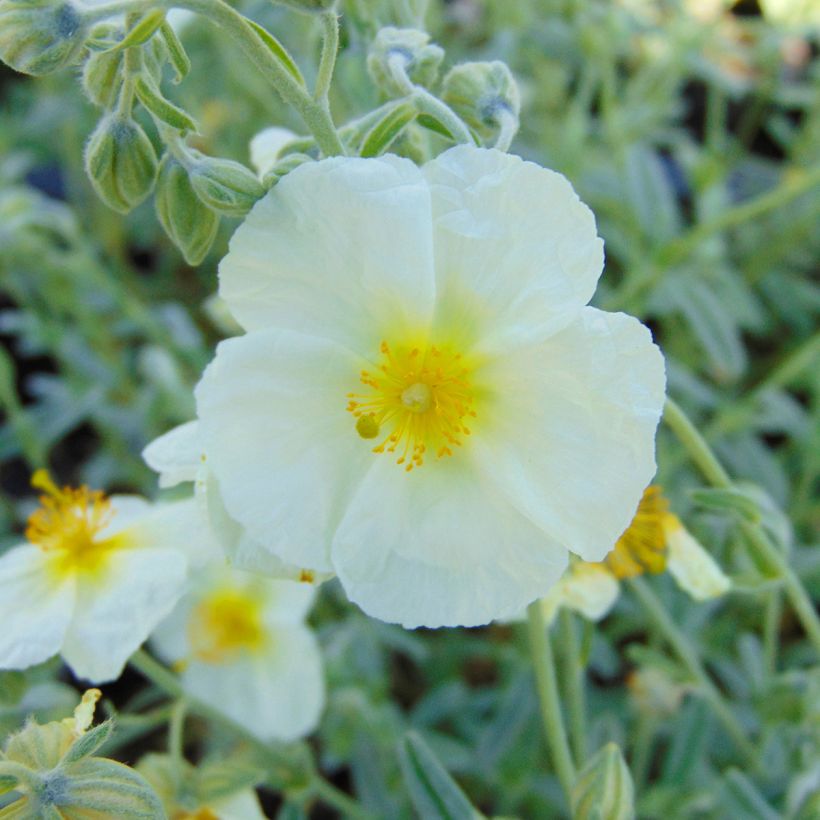 Sonnenröschen The Bride - Helianthemum (Flowering)