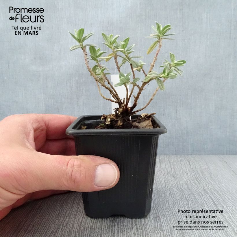 Exemplar von Sonnenröschen Tomato Red - Helianthemum Kleine Töpfe von 8/9 cm wie im Frühjahr geliefert