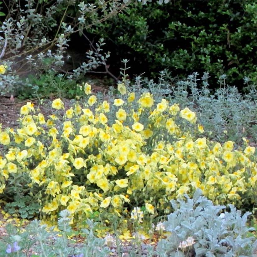 Sonnenröschen Wisley Primrose - Helianthemum (Flowering)