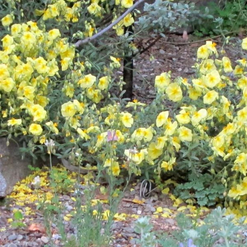 Sonnenröschen Wisley Primrose - Helianthemum (Plant habit)
