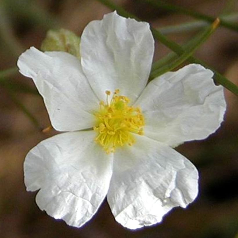 Helianthemum apenninum - Weißes Sonnenröschen (Flowering)