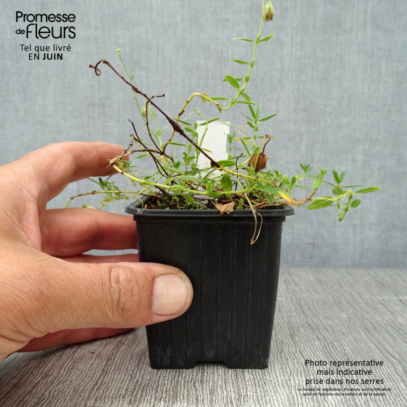 Example of Helianthemum nummularium - Gelbe Sonnenröschen Kleine Töpfe von 8/9 cm as you get in ete