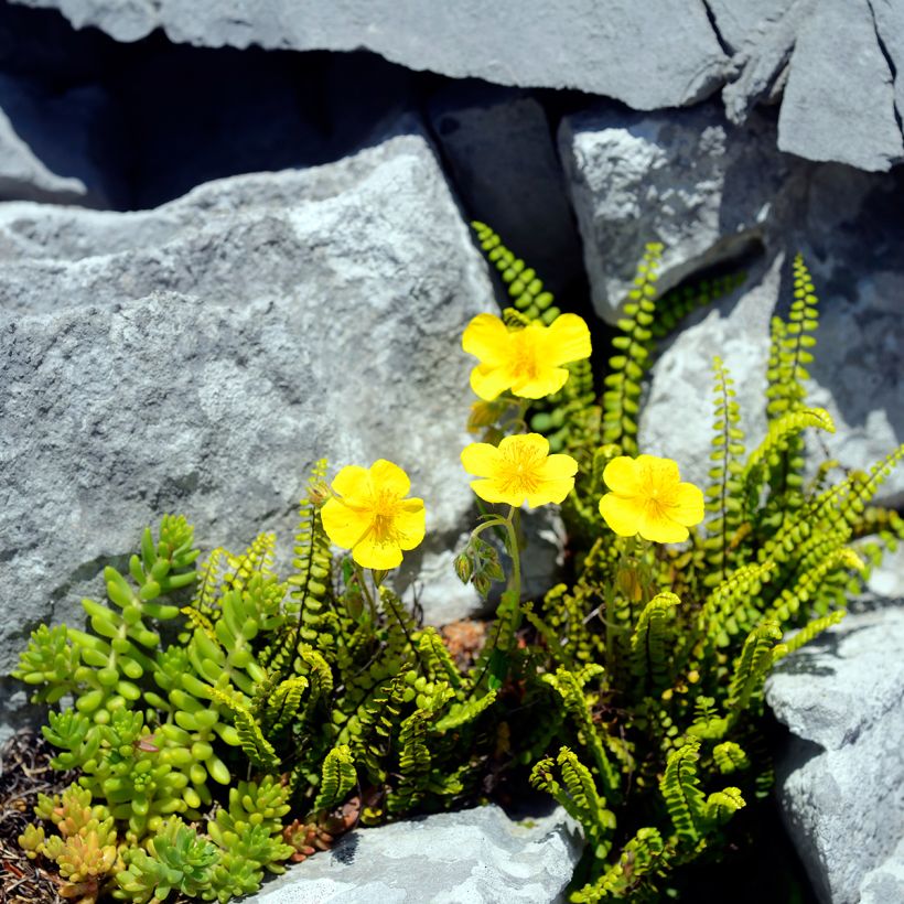Helianthemum nummularium - Gelbe Sonnenröschen (Plant habit)