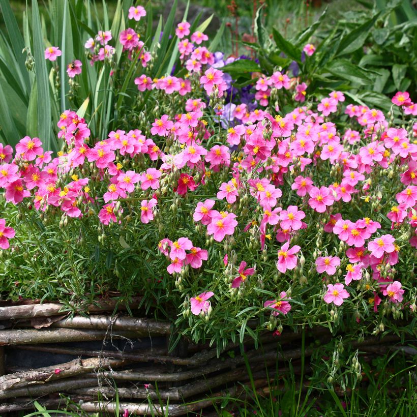 Sonnenröschen Lawrenson's Pink - Helianthemum (Wuchs)