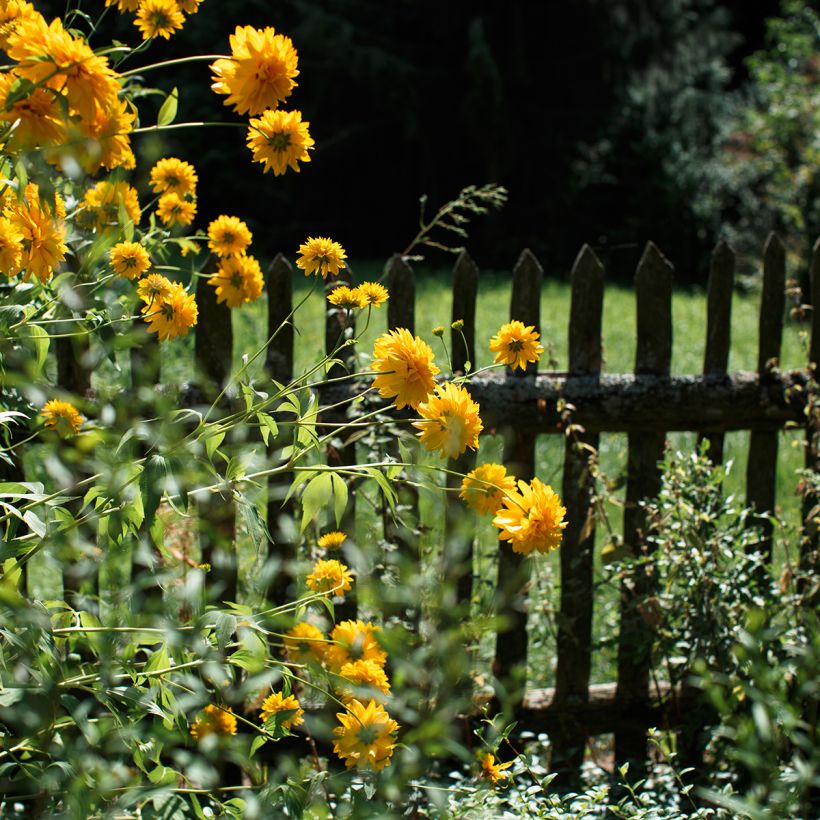 Helianthus Sunshine Daydream - Stauden-Sonnenblume (Plant habit)
