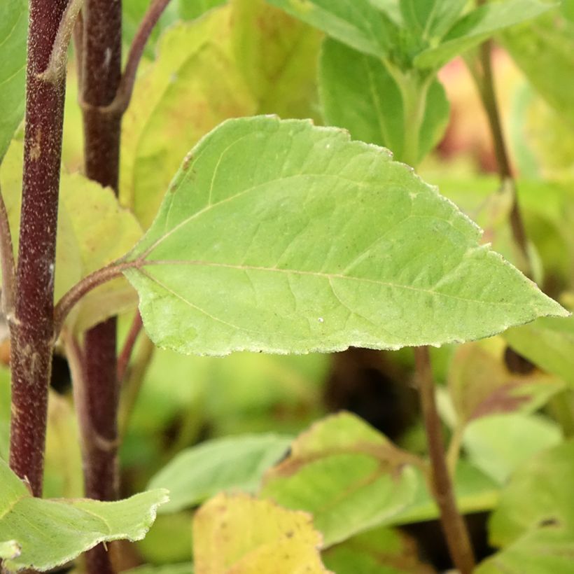 Helianthus Sunshine Daydream - Stauden-Sonnenblume (Foliage)