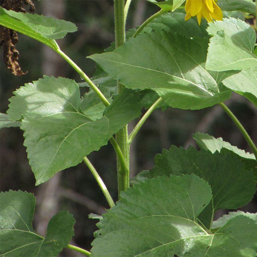 Gemeine Sonnenblume Valentine - Helianthus (Foliage)