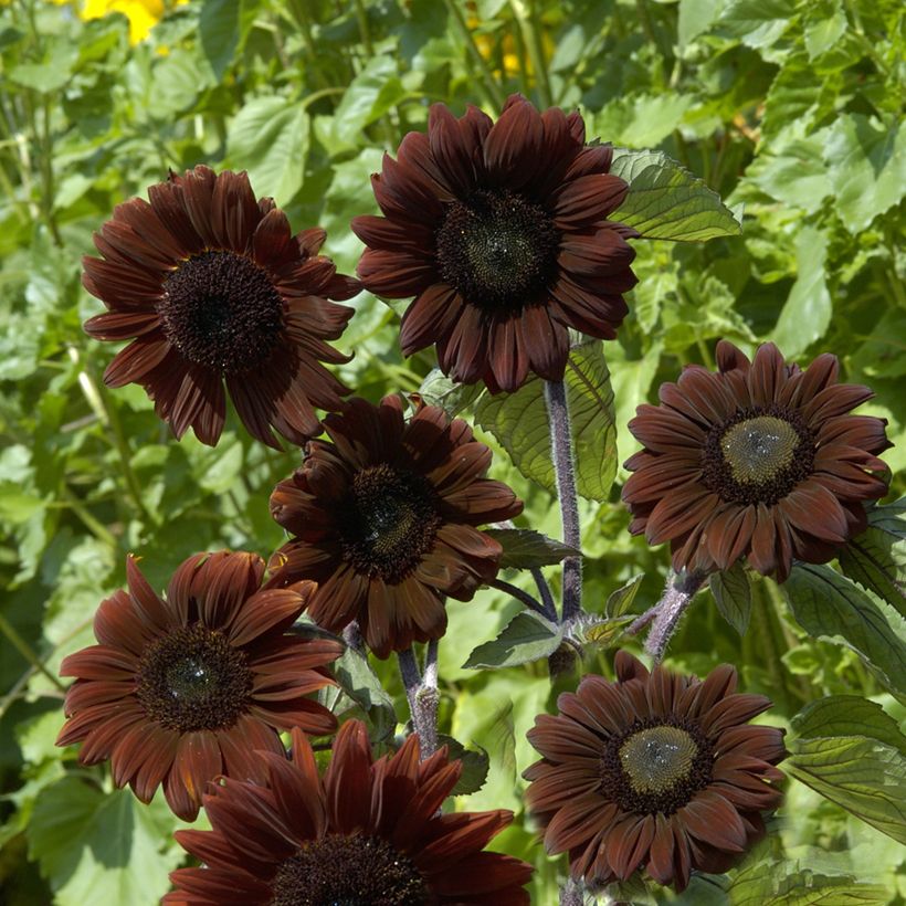 Gemeine Sonnenblume F1 Claret - Helianthus (Flowering)