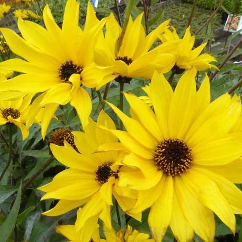 Helianthus atrorubens Monarch - Stauden-Sonnenblume (Flowering)