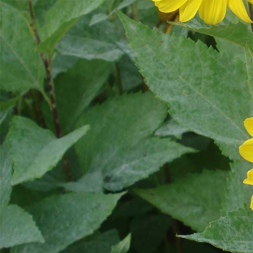 Helianthus decapetalus Capenoch Star - Zehnstrahlige Sonnenblume (Foliage)