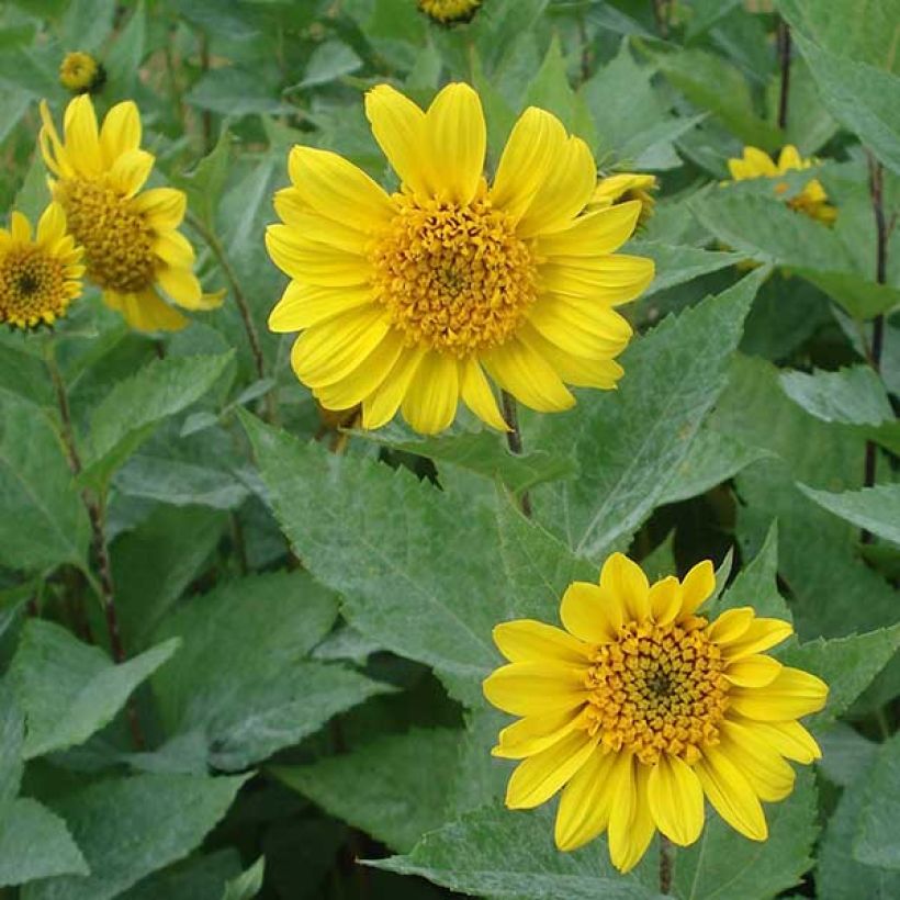 Helianthus decapetalus Capenoch Star - Zehnstrahlige Sonnenblume (Flowering)