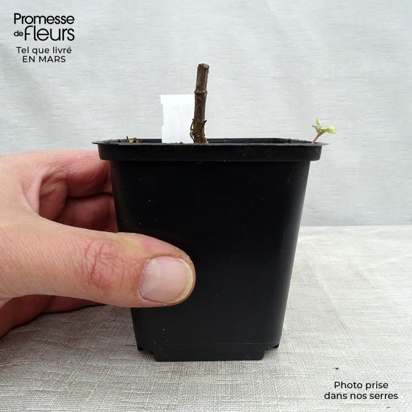 Exemplar von Helianthus decapetalus Capenoch Star - Zehnstrahlige Sonnenblume Kleine Töpfe von 8/9 cm wie im Winter geliefert