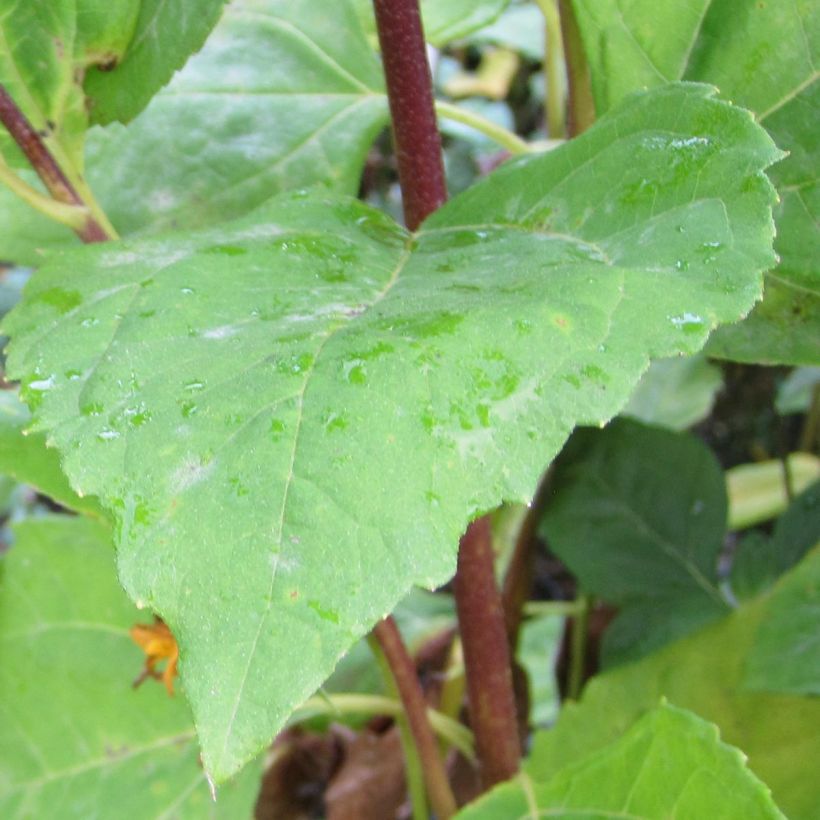 Helianthus decapetalus Plenus - Zehnstrahlige Sonnenblume (Foliage)