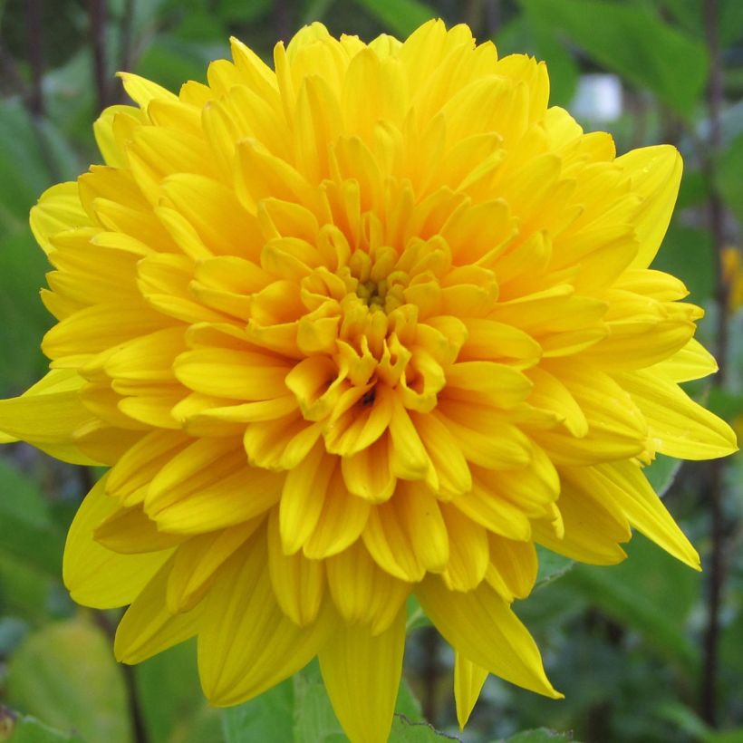 Helianthus decapetalus Plenus - Zehnstrahlige Sonnenblume (Flowering)