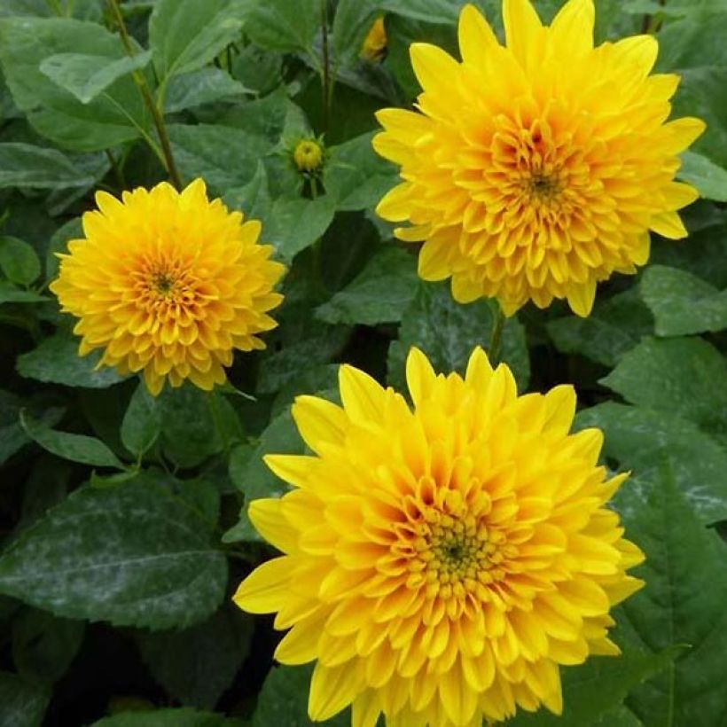 Helianthus decapetalus Soleil d'Or - Zehnstrahlige Sonnenblume (Flowering)