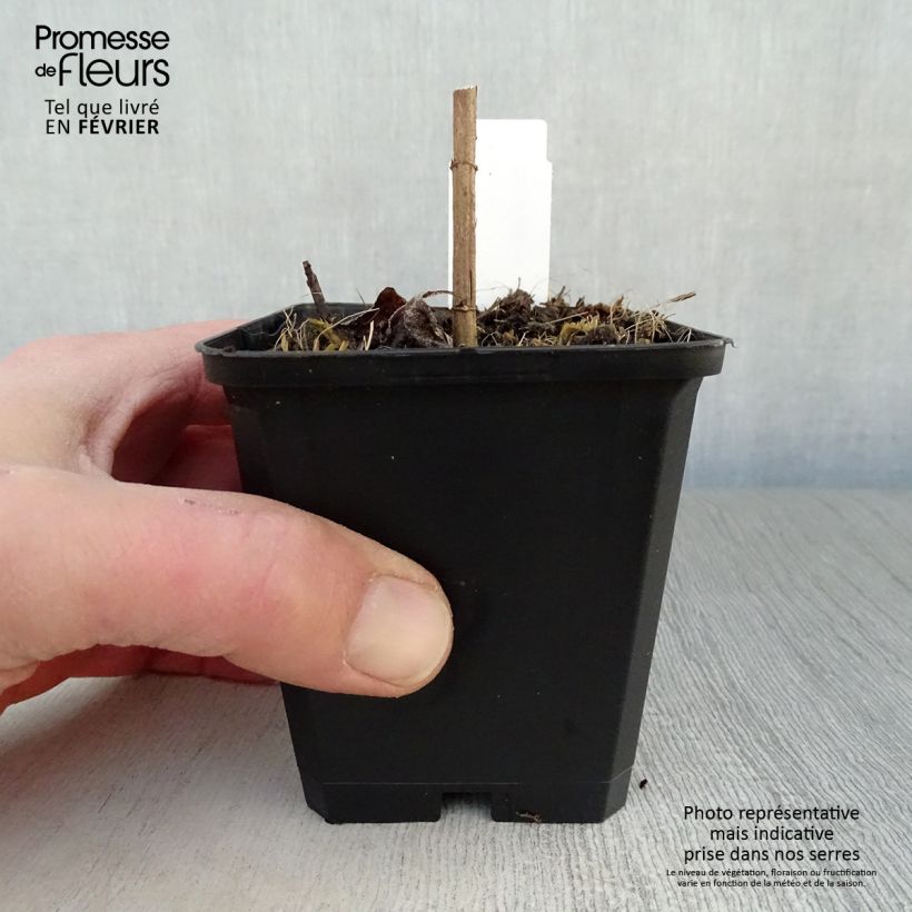 Exemplar von Helianthus decapetalus Soleil d'Or - Zehnstrahlige Sonnenblume Kleine Töpfe von 8/9 cm wie im Winter geliefert