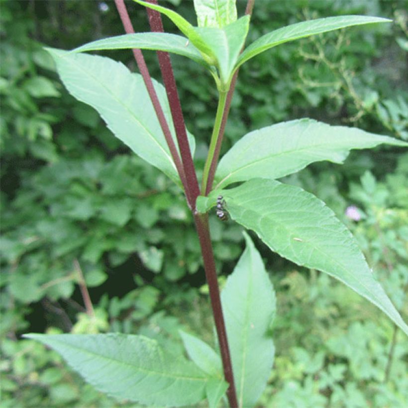 Helianthus giganteus Sheila's Sunshine - Riesen-Sonnenblume (Foliage)