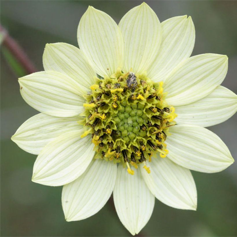 Helianthus giganteus Sheila's Sunshine - Riesen-Sonnenblume (Flowering)