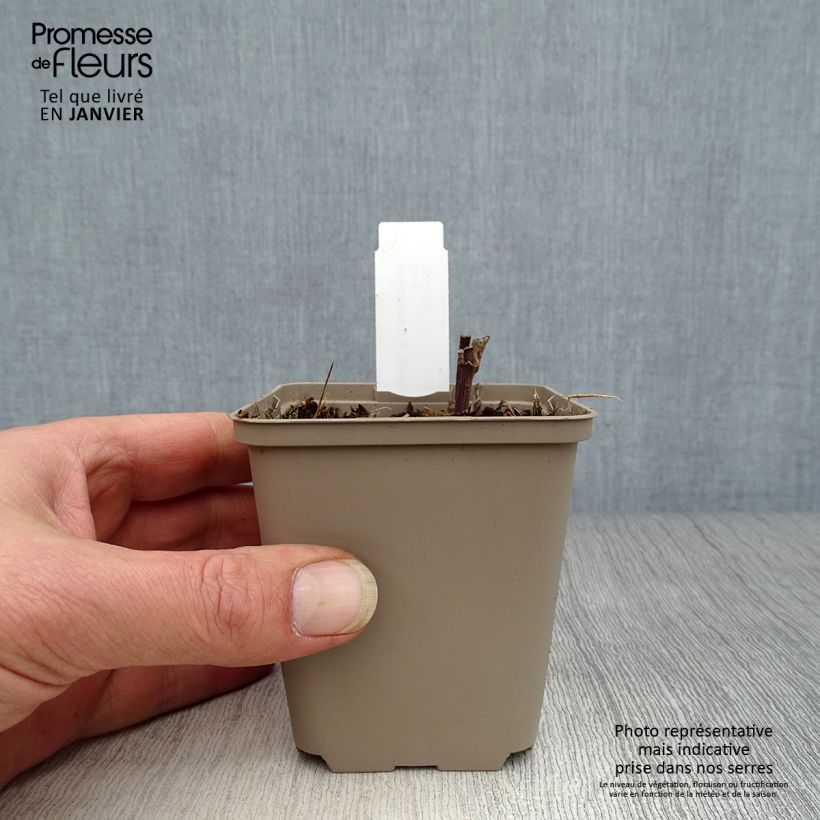 Exemplar von Helianthus giganteus Sheila's Sunshine - Riesen-Sonnenblume Kleine Töpfe von 8/9 cm wie im Winter geliefert