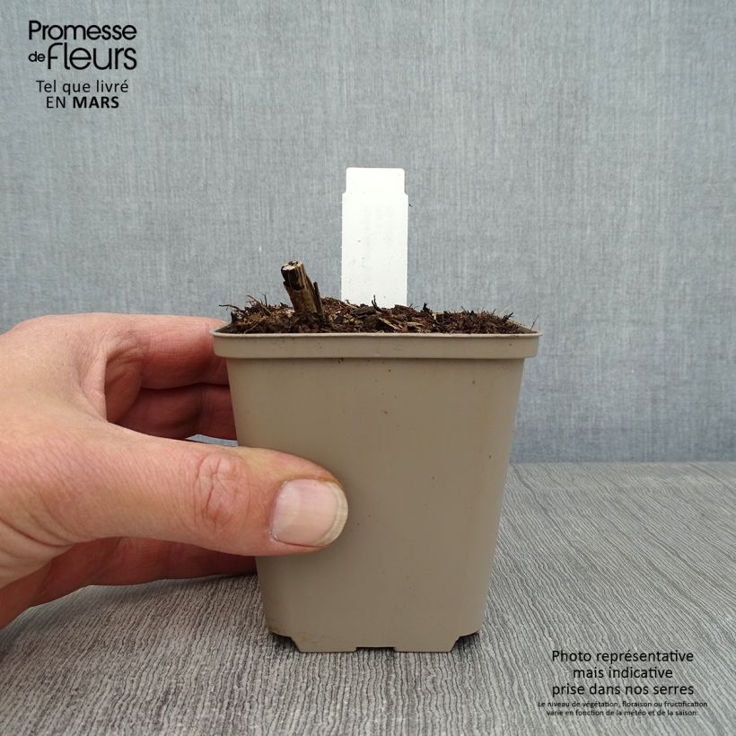 Exemplar von Helianthus giganteus Sheila's Sunshine - Riesen-Sonnenblume Kleine Töpfe von 8/9 cm wie im Frühjahr geliefert