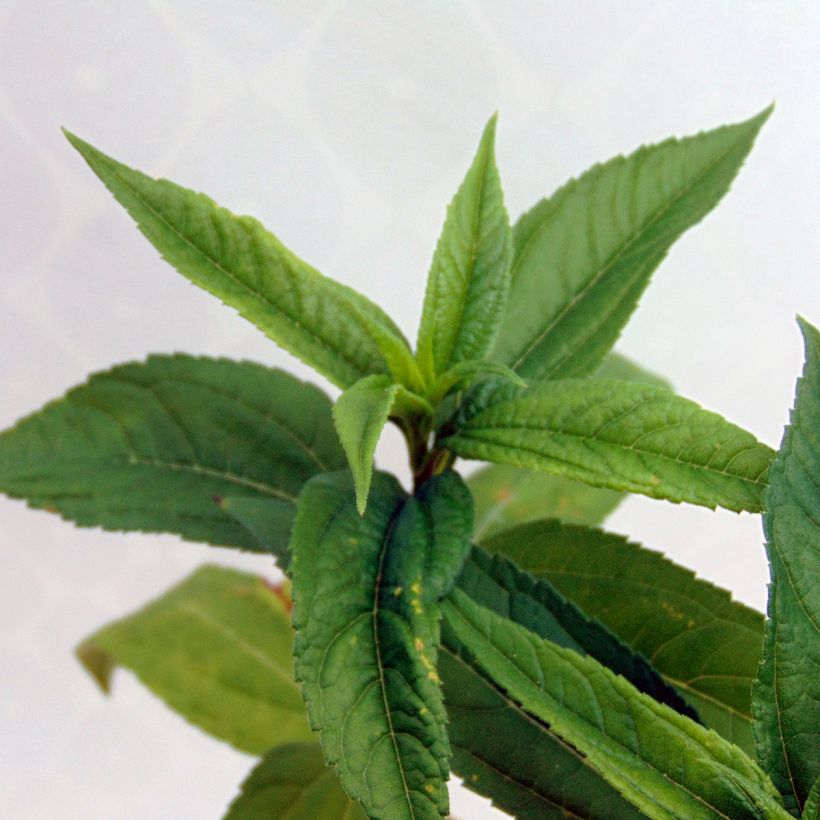 Helianthus Lemon Queen - Kleinköpfige Sonnenblume (Foliage)