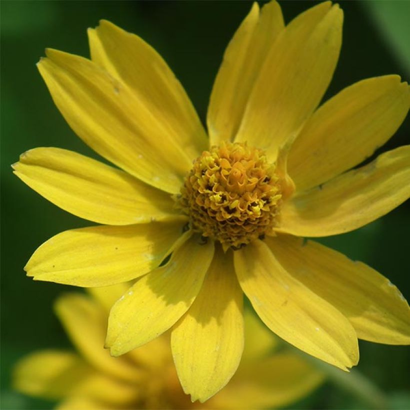Helianthus microcephalus - Stauden-Sonnenblume (Flowering)