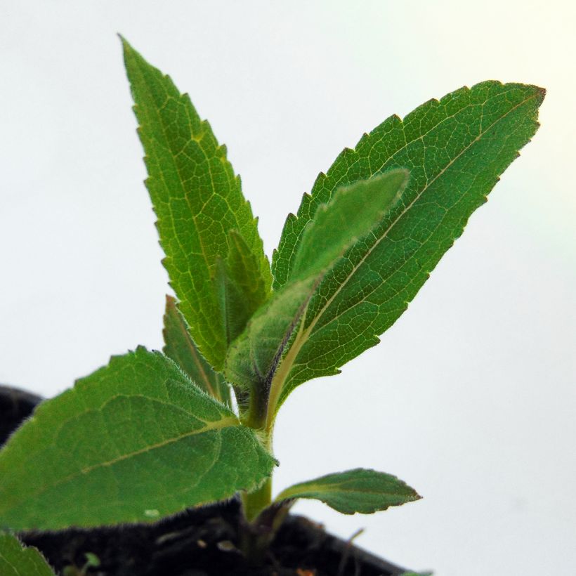 Helianthus microcephalus - Stauden-Sonnenblume (Foliage)