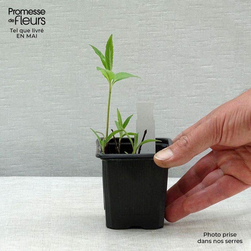 Exemplar von Helianthus microcephalus - Stauden-Sonnenblume Kleine Töpfe von 8/9 cm wie im Frühjahr geliefert