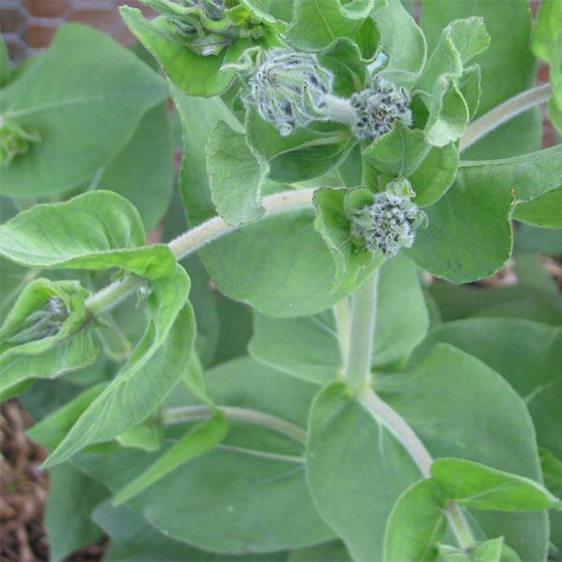 Helianthus mollis - Behaarte Sonnenblume (Foliage)