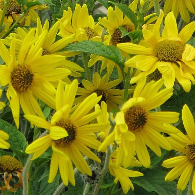 Helianthus mollis - Behaarte Sonnenblume (Flowering)