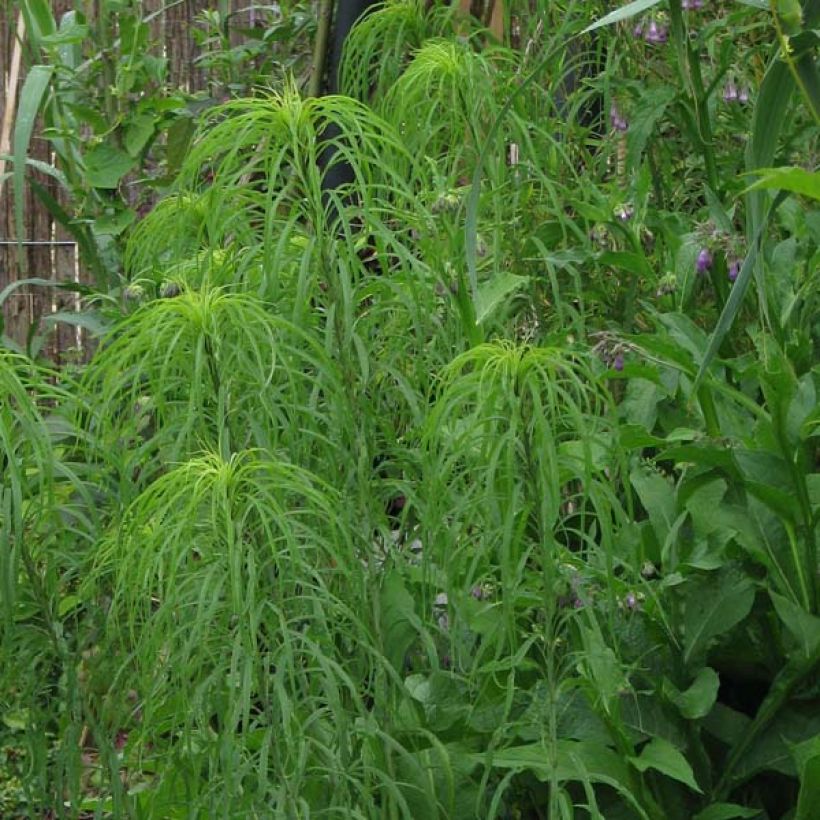 Helianthus salicifolius - Weidenblättrige Sonnenblume (Plant habit)